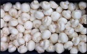 Fresh White Button Mushroom - Premium Quality, Freshly Harvested, Nutrient-Rich Variety