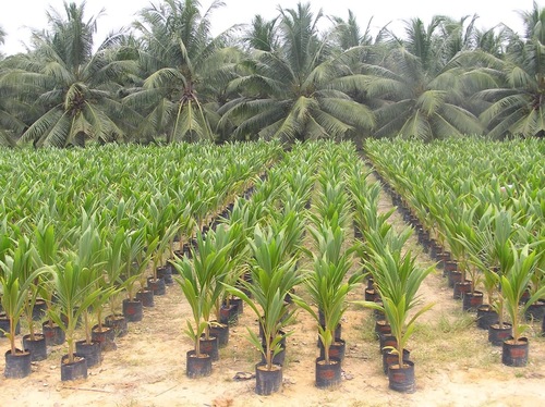 Green Malaysian Hybrid Coconut Tree Plant