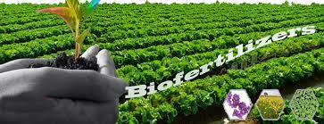 Natural Bio Organic Fertilizer