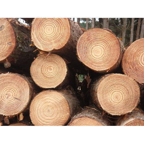 New Zealand Pine Wood Logs