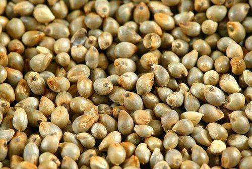 Farm Fresh Pearl Millet