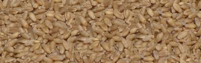 High Quality Wheat Seeds - Hygienically Cultivated, Pesticide-Free, Rich in Nutrients and Unsaturated Acids