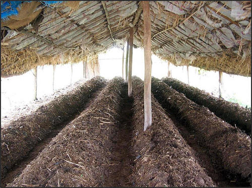 Organic Vermicompost for Agriculture Applications