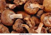 Medicinal Mushrooms Natural Compounds