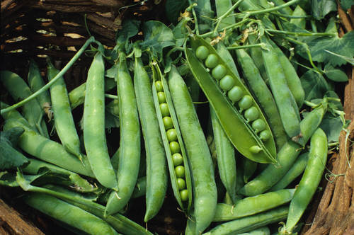 Fresh And Organic Green Peas