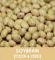 Cream Color High Quality Soybean