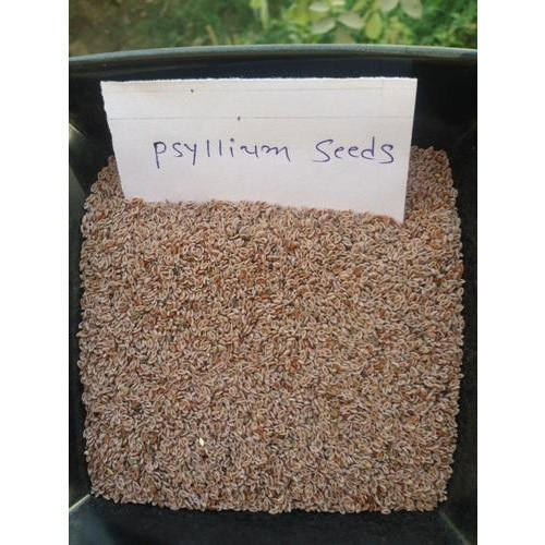 Good Quality Psyllium Seed