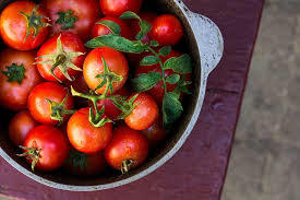 Natural Taste Red Color Fresh Tomato