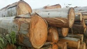 Natural Eucalyptus Wood Logs