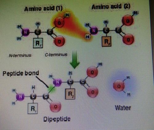 Protected Amino Acids Chemicals