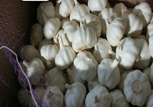 White Organic Fresh Garlic