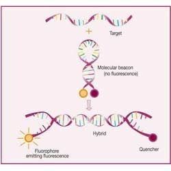 PCR and RT PCR Kits