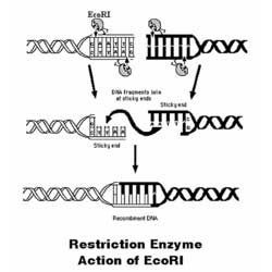 Restriction Enzymes