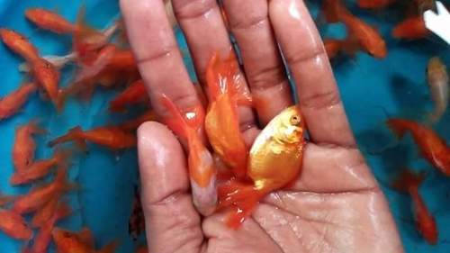 Baby Gold Fish for Aquarium