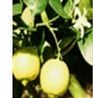 Fine Quality Bergamot Oil