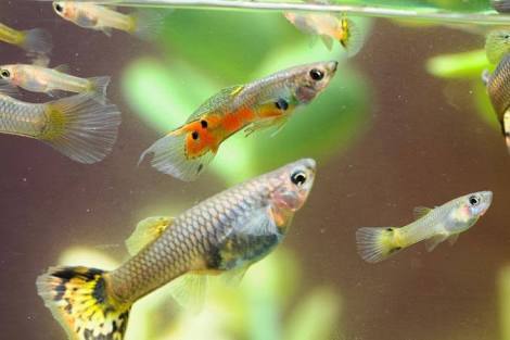 Guppy Baby Fish For Aquarium at Best Price in Kumbakonam | Somsma ...