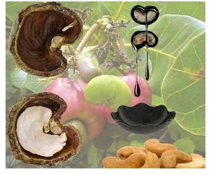 Organic Pure Cashew Nut Shell