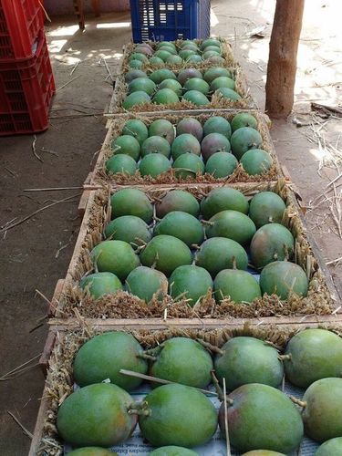 Devgad Ratnagiri Hapoos Mango