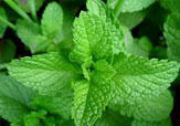 Fresh Green Mint Leaves