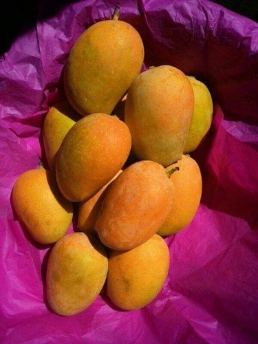 Premium Quality Kesar Mango