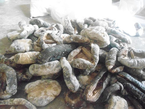 Natural Fresh Sea Cucumber