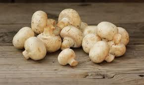 Organic Zolo Mushroom