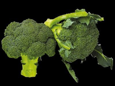 Low Price Fresh Green Broccoli