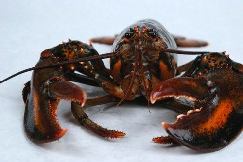 Natural Large Marine Lobsters