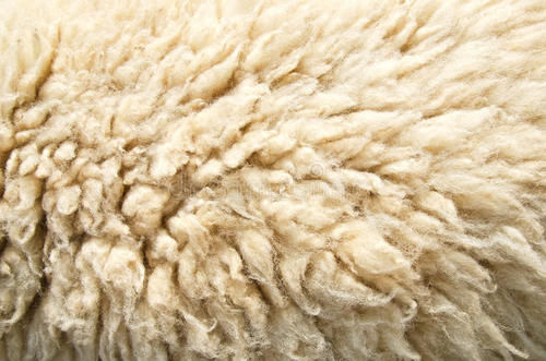 Sheep Solid Melton Wool Fabric at Rs 99/meter in Ludhiana