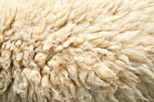 All Type Quality Tested Sheep Wool