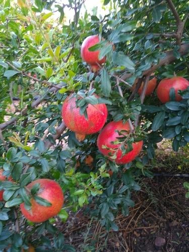 Best Quality Fresh Pomegranate