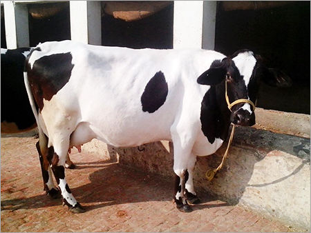 HF Cross Breed Cow