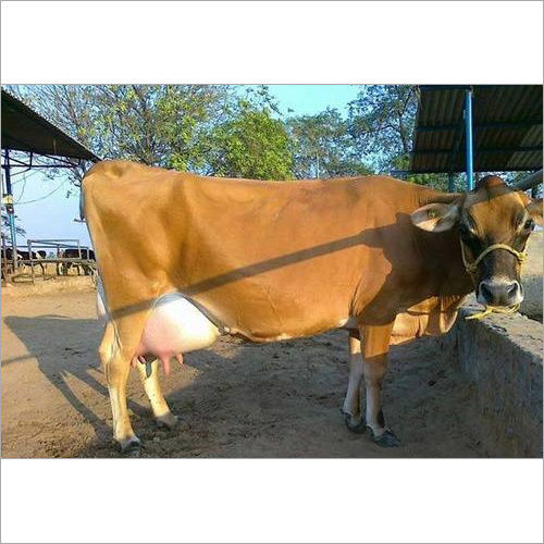 High Breed Jersey Cow