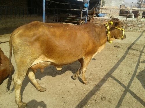 High Breed Sahiwal Cows