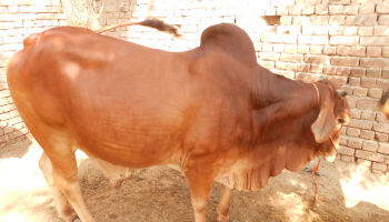 Indian Healthy Sahiwal Cow