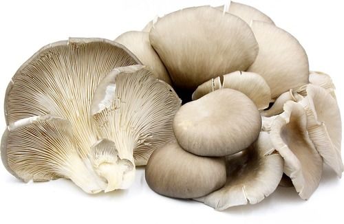 White Oyester Fresh And Dried Mushroom