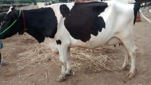 Pure Indian HF Cow