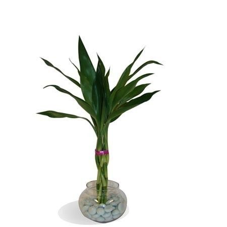 Best Quality Twisted Bamboo Plant