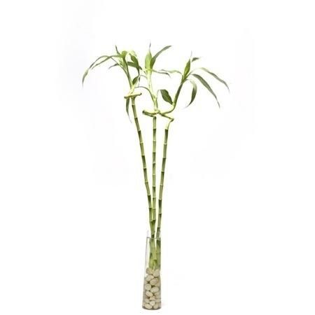 Elegant Dancing Bamboo Plant