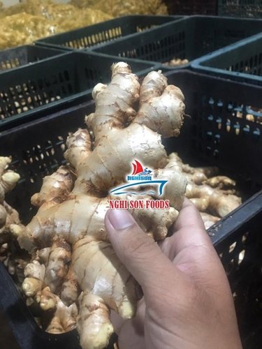 Vietnamese Fresh Young Ginger By LTL GLOBAL TRADING AND SERVICES CO., LTD