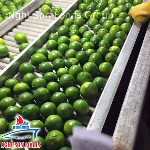 Vietnam Fresh Seedless Lime By LTL GLOBAL TRADING AND SERVICES CO., LTD