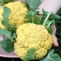 Best Quality Fresh Cauliflower