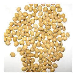 Excellent Quality Brinjal Seeds