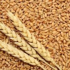 High quality Wheat Seeds 