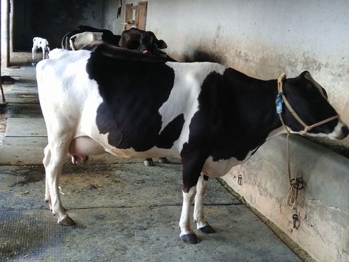 Holstein Friesians (HF) Cows for Dairy Farming