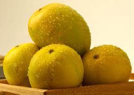 Low Price And Fresh Kesar Mango