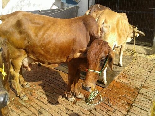 Sahiwal Cow With Exceptional Quality 