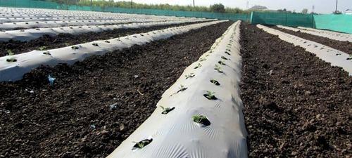 Top Agricultural Mulch Film