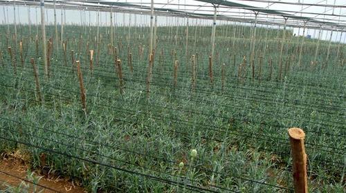 Top Plant Support Nets