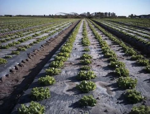 Agricultural Plastic Mulch Film